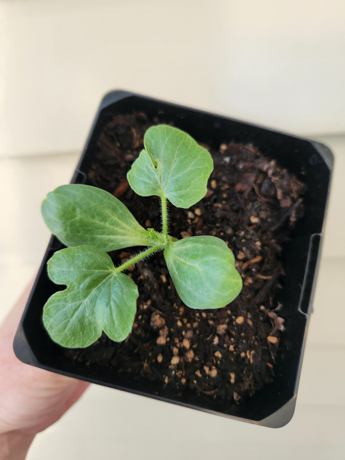 Watermelon seedling - Charleston Gray – Grow Gizzy